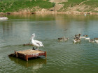 Парк птиц